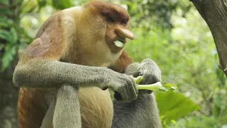 5 Facts - Proboscis Monkey