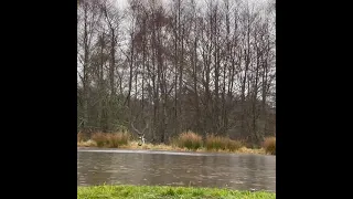 Early season Osprey dive at Rothiemurchus