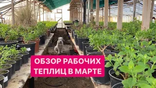 ОБЗОР РАБОЧИХ ТЕПЛИЦ В МАРТЕ