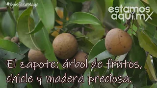 El zapote: árbol de frutos, chicle y madera preciosa