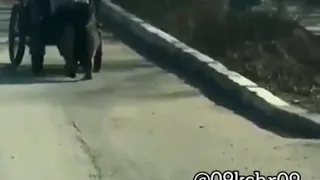 Собака помогает инвалиду-колясочнику из КЧР