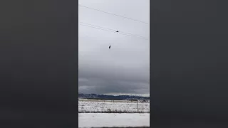 Tree and Helicopter in formation