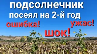 🌻ПОДСОЛНЕЧНИК: посев гибрида на 2-й год!