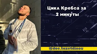 Цикл Кребса за 2 минуты