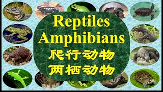 25 Reptiles and Amphibians, names in English and Chinese 爬行动物 两栖动物 英文中文名称