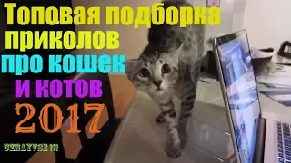 💥 Смешные кошки 🌟 приколы про кошек и котов 2017 Funny cats Напуганный кот Довели кота до инфаркта