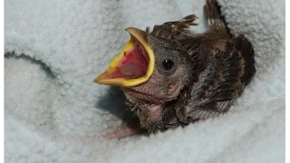 Hand Feeding Wild Baby Bird