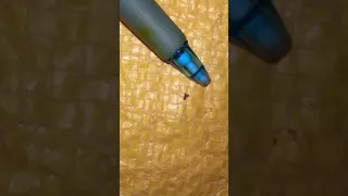 The Smallest SCORPION ever found