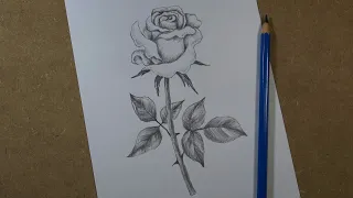 How to draw a realistic rose step by step | Pencil