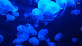 Poisonous inhabitants of the ocean: The jellyfish