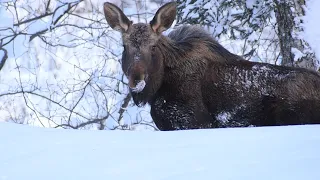 Our First Alaskan Winter | Where The Moose Outnumber The People