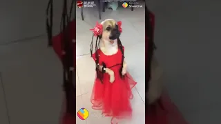 Doggy dance