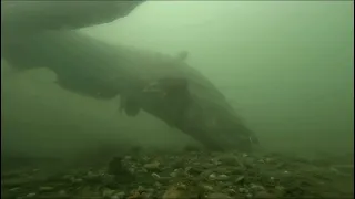 The Catfish Attack: Underwater Footage That Will Leave You Speechless!