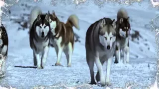 Посвящается собакам Хаски - Dedicated Husky Dogs