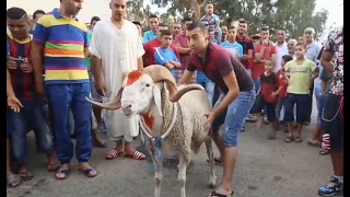 Kebch el 3id  Anes Tina  عيد الاضحى في الجزائر