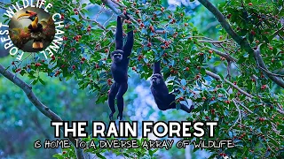 The rain forest is home to a diverse array of wildlife | 4K