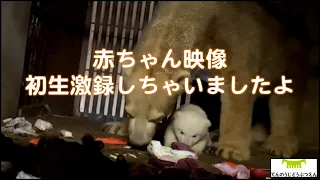 【天王寺動物園】赤ちゃん映像初生激録しちゃいましたよ