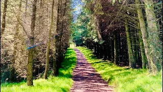 SCOTLAND WOODLAND WALK SEPTEMBER 2021 | CRIEFF COUNTRYSIDE