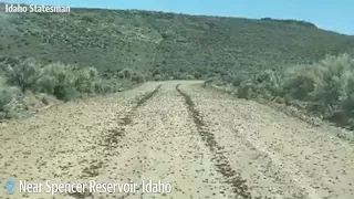 Watch thousands of Mormon crickets march across the road in Southwest Idaho