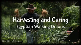 Egyptian Walking Onions Harvest and Curing