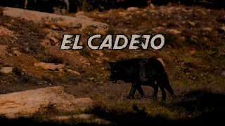 La verdadera leyenda del Cadejo (HISTORIAS DE TERROR) - LEYENDAS DE EL SALVADOR | PARANORMAL X