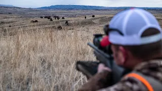 Tag along on a bison hunt in eastern Montana