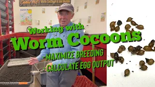 Here's How I Process Worm Cocoons