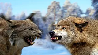 ВОЛК ПРОТИВ РЫСИ LYNX VS WOLF