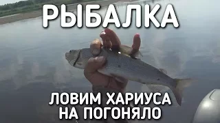 ЛОВИМ ХАРИУСА НА ПОГОНЯЛО / РЫБАЛКА НА ПЕЧОРЕ