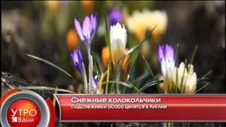 Снежные колокольчики - "Утро с Вами" 19.04.2013