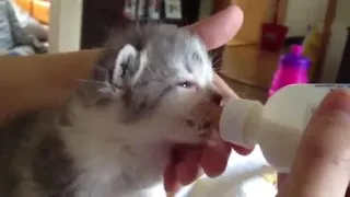 Cute Kitten wiggles Ears While Drinking Milk w/ Bottle ❤🥰 So Cute