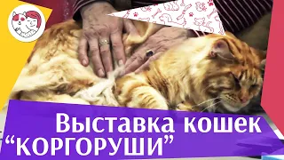 Международная выставка кошек. Клуб «Коргоруши». World Cat Federation