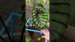 Plant Tour | Colocasia Pharaoh's Mask mature leaf @thefirstplant