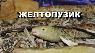 Желтопузик, безногая ящерица (Pseudopus apodus)