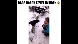 Смешное видео говорящий ворон.Ворон Вася хочет кушать. Funny video of a talking crow. Shorts.