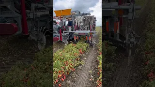 It's Tomato Harvest Time in Ohio || Harvester Made By PIK RITE USA || #shorts