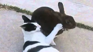 Rabbit attacks Cat