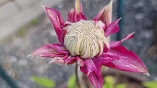 Неймовірно.🤩🤔 Цієї весни тюльпани квітують в один час з півоніями і клематісами.