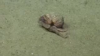 Amazing Octopus Camouflage | Nautilus Live