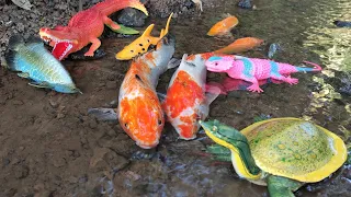 Looking for Koi Fish, Goldfish, Clown fish, Lobster, Baby Shark - Part395