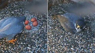 Cal Falcons: Archie brings dinner, incubates all 4 eggs 🥚🥚🥚🥚 for mere 2 minutes 😊 2024 Mar 22