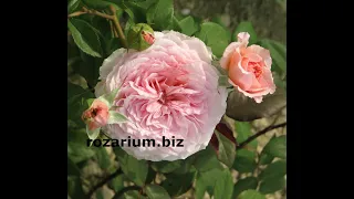 обрезка роз питомник роз полины козловой rozarium.biz, Pruning roses in Austin, sort of James Galway