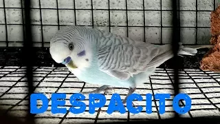 Budgie singing despacito