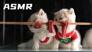 How different  kittens ，munchkin cat and bengal cat eating beef strips | CAT ASMR