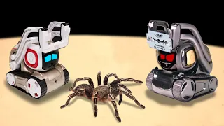 ЧТО ЕСЛИ РОБОТ ANKI COZMO И ANKI VECTOR УВИДЯТ ОГРОМНОГО ПАУКА? ДВА ИСКУССТВЕННЫХ ИНТЕЛЛЕКТА VS ПАУК