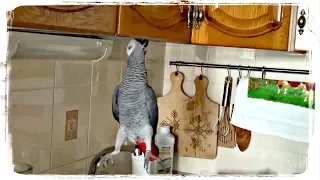 ПРИКОЛЫ С ПОПУГАЯМИ, приколы с животными | FUNNY PARROTS, fun with animals #550