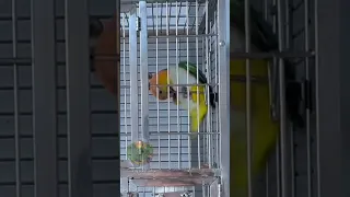 Funny Caique Parrots || 4K Video