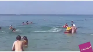 Дельфины играют с людьми в море 🐬 🐬 🌊 🌊