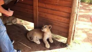 Angry Lion Cub