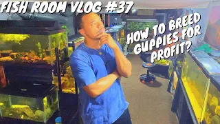 FISH ROOM VLOG #37 (HOW TO BREED GUPPIES FOR PROFIT) + FISH ROOM UPDATE